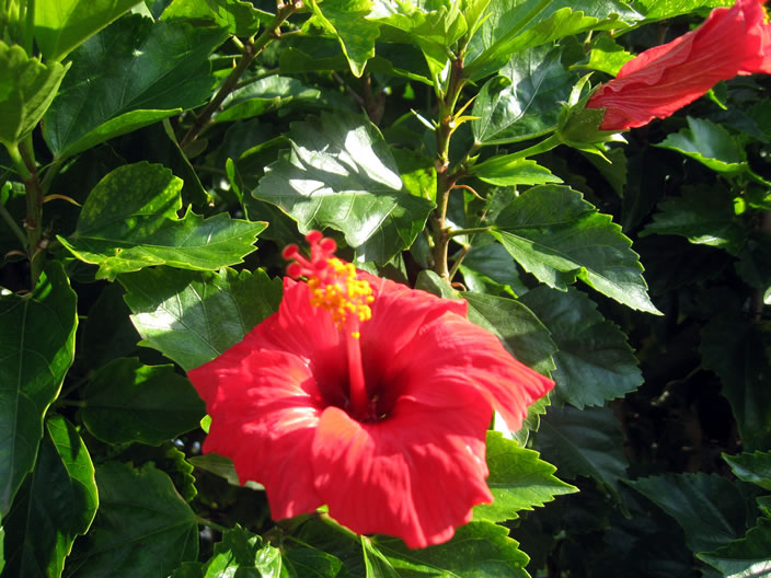 More flowers in the garden